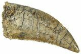 Serrated, Raptor Tooth - Real Dinosaur Tooth #261116-1